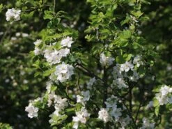 Winterapfel 'Schöner Aus Boskoop' -Angebote Wurzel Zeit Store winterapfel schoener aus boskoop m004790 w 2