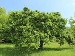 Winterapfel 'Schöner Aus Boskoop' -Angebote Wurzel Zeit Store winterapfel schoener aus boskoop m004790 w 3