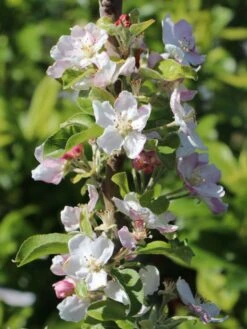 Winterapfel 'Spartan' -Angebote Wurzel Zeit Store winterapfel spartan m006602 w 1