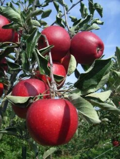 Winterapfel 'Spartan' -Angebote Wurzel Zeit Store winterapfel spartan m006602 w 2