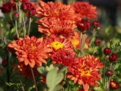 Winteraster 'Bronzekrone' -Angebote Wurzel Zeit Store winteraster bronzekrone m079464 w 0