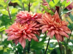 Winteraster 'Bronzekrone' -Angebote Wurzel Zeit Store winteraster bronzekrone m079464 w 1