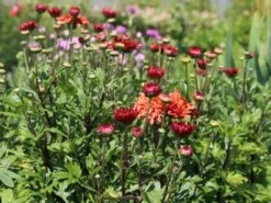 Winteraster 'Bronzekrone' -Angebote Wurzel Zeit Store winteraster bronzekrone m079464 w 3