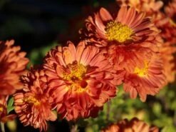 Winteraster 'Bronzekrone' -Angebote Wurzel Zeit Store winteraster bronzekrone m079464 w 5