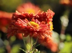 Winteraster 'Bronzekrone' -Angebote Wurzel Zeit Store winteraster bronzekrone m079464 w 6