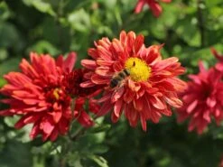 Winteraster 'Bronzekrone' -Angebote Wurzel Zeit Store winteraster bronzekrone m079464 w 7