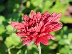 Winteraster 'Bronzekrone' -Angebote Wurzel Zeit Store winteraster bronzekrone m079464 w 9