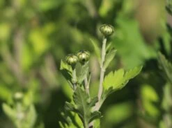 Winteraster 'Citrus' -Angebote Wurzel Zeit Store winteraster citrus m058165 w 0