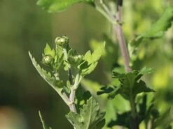 Winteraster 'Citrus' -Angebote Wurzel Zeit Store winteraster citrus m058165 w 1