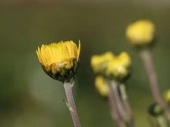 Winteraster 'Citrus' -Angebote Wurzel Zeit Store winteraster citrus m058165 w 2