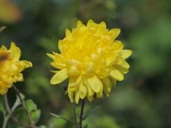 Winteraster 'Citrus' -Angebote Wurzel Zeit Store winteraster citrus m058165 w 4