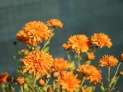 Winteraster 'Ordenstern' -Angebote Wurzel Zeit Store winteraster ordenstern m044685 w 1