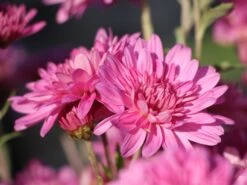 Winteraster 'Schweizerland'