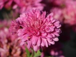 Winteraster 'Schweizerland' -Angebote Wurzel Zeit Store winteraster schweizerland m058209 w 0