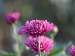 Winteraster 'Schweizerland' -Angebote Wurzel Zeit Store winteraster schweizerland m058209 w 1