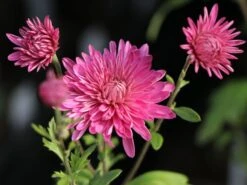 Winteraster 'Schweizerland' -Angebote Wurzel Zeit Store winteraster schweizerland m058209 w 3