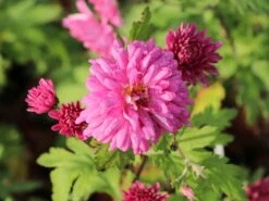 Winteraster 'Schweizerland' -Angebote Wurzel Zeit Store winteraster schweizerland m058209 w 4