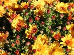 Winteraster 'Zeus' -Angebote Wurzel Zeit Store winteraster zeus m108426 w 0