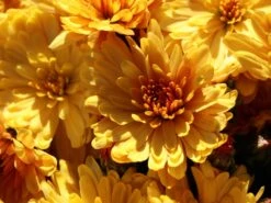 Winteraster 'Zeus' -Angebote Wurzel Zeit Store winteraster zeus m108426 w 2