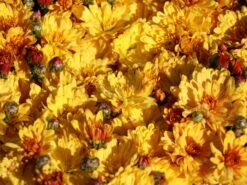 Winteraster 'Zeus' -Angebote Wurzel Zeit Store winteraster zeus m108426 w 3