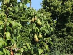 Winterbirne 'Bosc's Flaschenbirne' / 'Kaiser Alexander'
