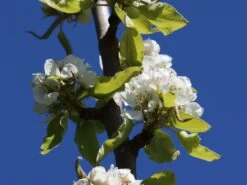 Winterbirne 'Bosc's Flaschenbirne' / 'Kaiser Alexander' -Angebote Wurzel Zeit Store winterbirne boscs flaschenbirne kaiser alexander m002610 w 0