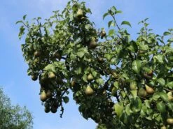 Winterbirne 'Bosc's Flaschenbirne' / 'Kaiser Alexander' -Angebote Wurzel Zeit Store winterbirne boscs flaschenbirne kaiser alexander m002610 w 2