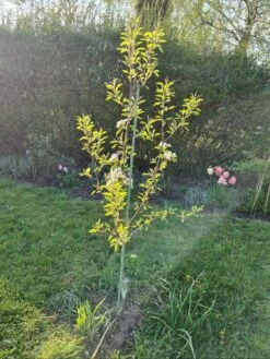 Winterbirne 'Gräfin Von Paris' / 'Comtesse De Paris' -Angebote Wurzel Zeit Store winterbirne graefin von paris comtesse de paris m005056 1204303 0