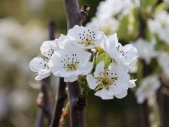 Winterbirne 'Gräfin Von Paris' / 'Comtesse De Paris' -Angebote Wurzel Zeit Store winterbirne graefin von paris comtesse de paris m005056 w 0