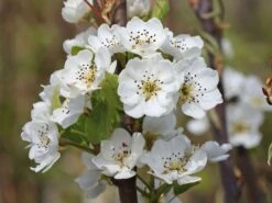 Winterbirne 'Gräfin Von Paris' / 'Comtesse De Paris' -Angebote Wurzel Zeit Store winterbirne graefin von paris comtesse de paris m005056 w 1