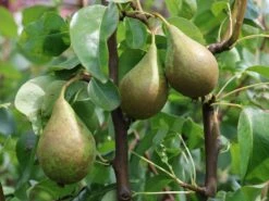 Winterbirne 'Gräfin Von Paris' / 'Comtesse De Paris' -Angebote Wurzel Zeit Store winterbirne graefin von paris comtesse de paris m005056 w 2