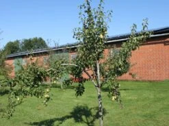 Winterbirne 'Gräfin Von Paris' / 'Comtesse De Paris' -Angebote Wurzel Zeit Store winterbirne graefin von paris comtesse de paris spaet m005056 w 0