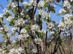 Winterbirne 'Gräfin Von Paris' / 'Comtesse De Paris' -Angebote Wurzel Zeit Store winterbirne graefin von paris comtesse de paris spaet m005056 w 1