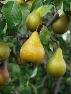 Winterbirne 'Gräfin Von Paris' / 'Comtesse De Paris' -Angebote Wurzel Zeit Store winterbirne graefin von paris comtesse de paris spaet m005056 w 2