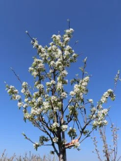 Winterbirne 'Gräfin Von Paris' / 'Comtesse De Paris' -Angebote Wurzel Zeit Store winterbirne graefin von paris comtesse de paris spaet m005056 w 3