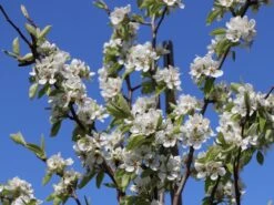 Winterbirne 'Gräfin Von Paris' / 'Comtesse De Paris' -Angebote Wurzel Zeit Store winterbirne graefin von paris comtesse de paris spaet m005056 w 4