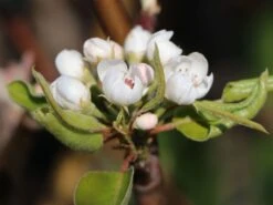 Winterbirne 'Gräfin Von Paris' / 'Comtesse De Paris' -Angebote Wurzel Zeit Store winterbirne graefin von paris comtesse de paris spaet m005056 w 5