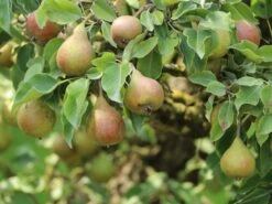 Winterbirne 'Liegelts Butterbirne'