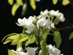 Winterbirne 'Liegelts Butterbirne' -Angebote Wurzel Zeit Store winterbirne liegelts butterbirne m005064 w 1