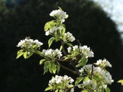 Winterbirne 'Liegelts Butterbirne' -Angebote Wurzel Zeit Store winterbirne liegelts butterbirne m005064 w 2