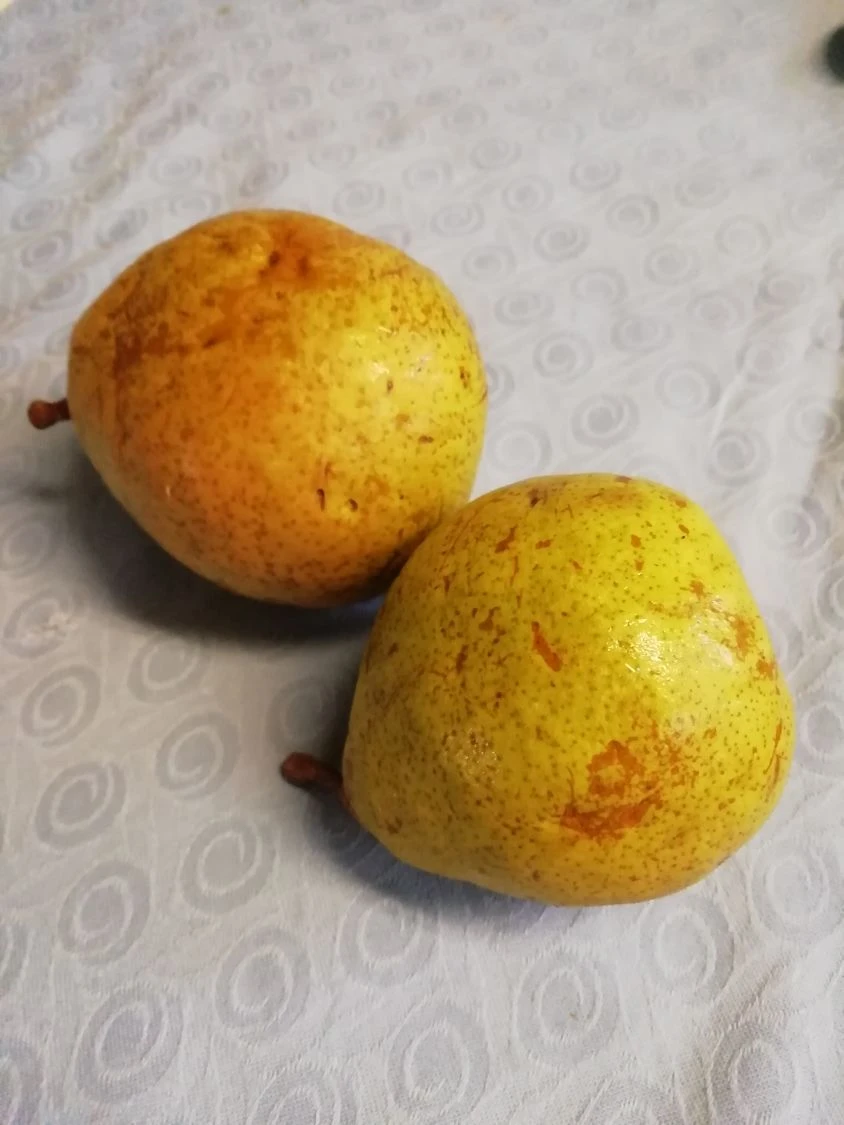 Winterbirne 'Novembra' ® / 'Nojabrskaja' 9 Winterbirne 'Novembra' ® / 'Nojabrskaja' – Bild 9