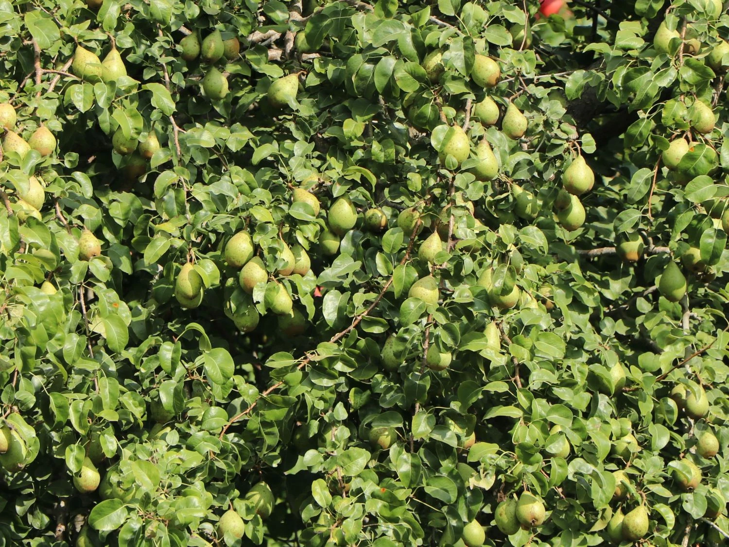 Winterbirne 'Novembra' ® / 'Nojabrskaja' 1 Winterbirne 'Novembra' ® / 'Nojabrskaja'