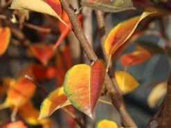 Winterbirne 'Novembra' ® / 'Nojabrskaja' 13 Winterbirne 'Novembra' ® / 'Nojabrskaja' -Angebote Wurzel Zeit Store winterbirne novembra nojabrskaja m045507 w 0