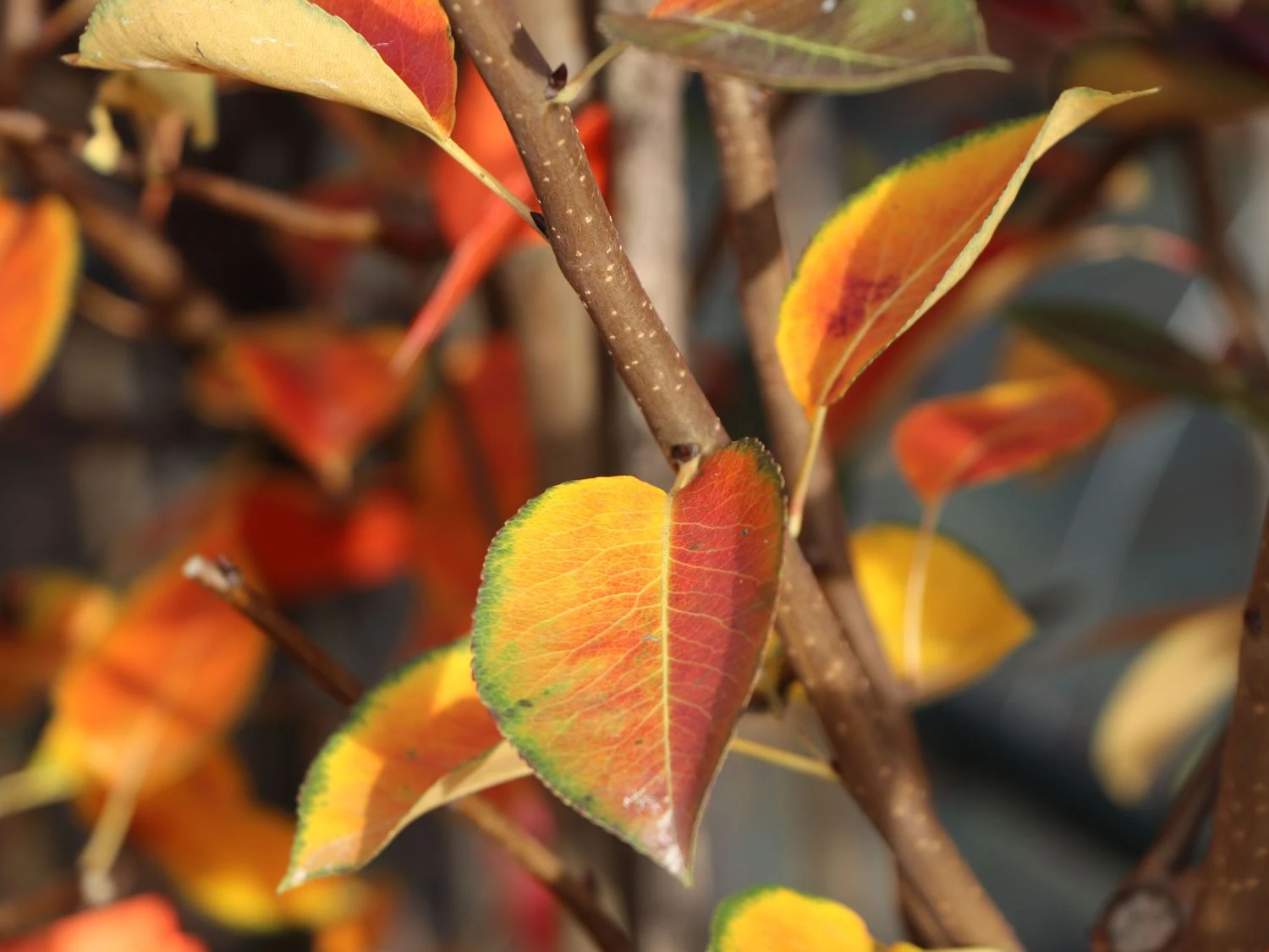 Winterbirne 'Novembra' ® / 'Nojabrskaja' 5 Winterbirne 'Novembra' ® / 'Nojabrskaja' – Bild 5