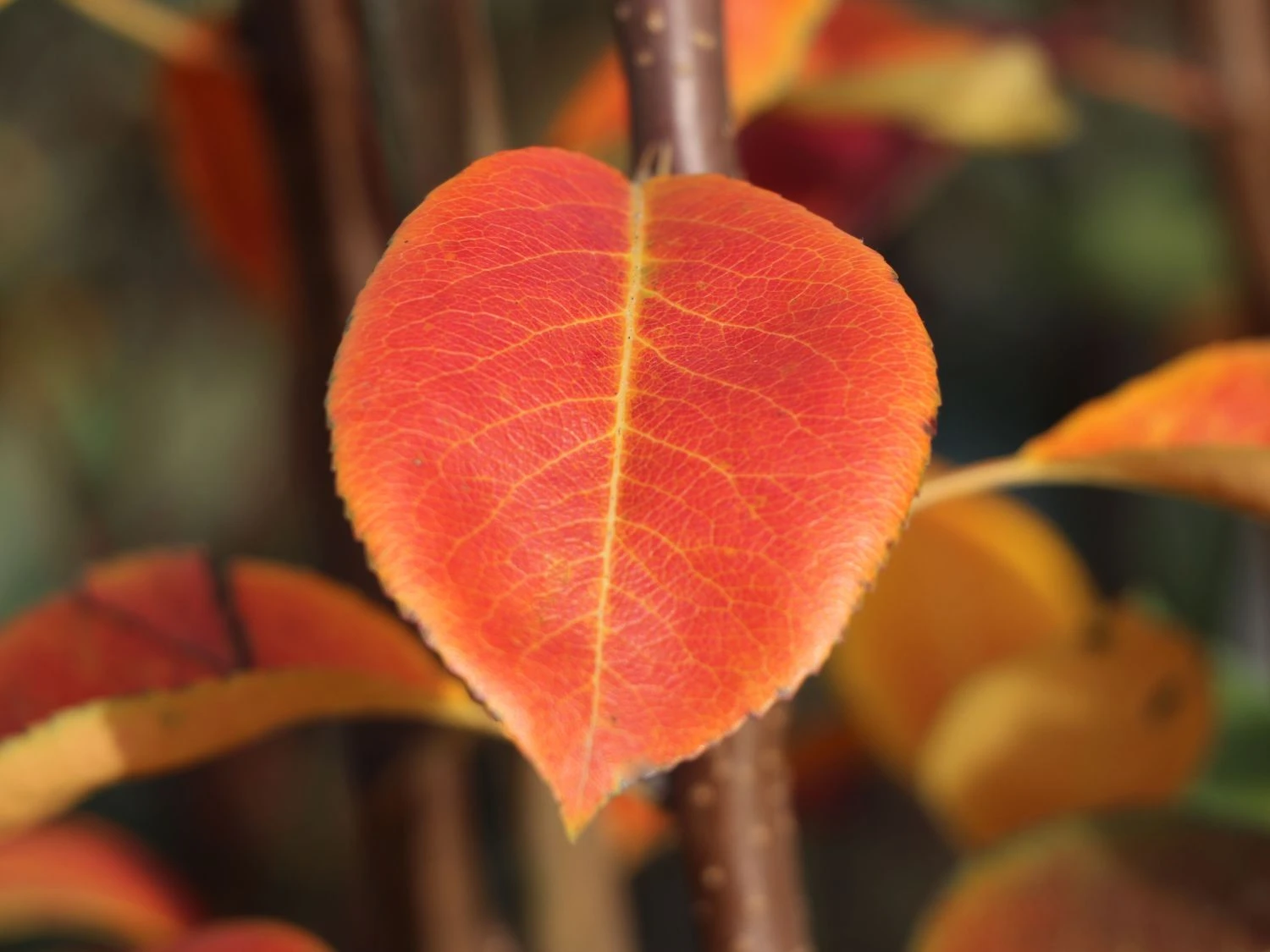 Winterbirne 'Novembra' ® / 'Nojabrskaja' 4 Winterbirne 'Novembra' ® / 'Nojabrskaja' – Bild 4