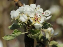 Winterbirne 'Novembra' ® / 'Nojabrskaja' 15 Winterbirne 'Novembra' ® / 'Nojabrskaja' -Angebote Wurzel Zeit Store winterbirne novembra nojabrskaja m045507 w 2