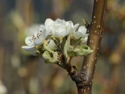 Winterbirne 'Novembra' ® / 'Nojabrskaja' 14 Winterbirne 'Novembra' ® / 'Nojabrskaja' -Angebote Wurzel Zeit Store winterbirne novembra nojabrskaja m045507 w 3