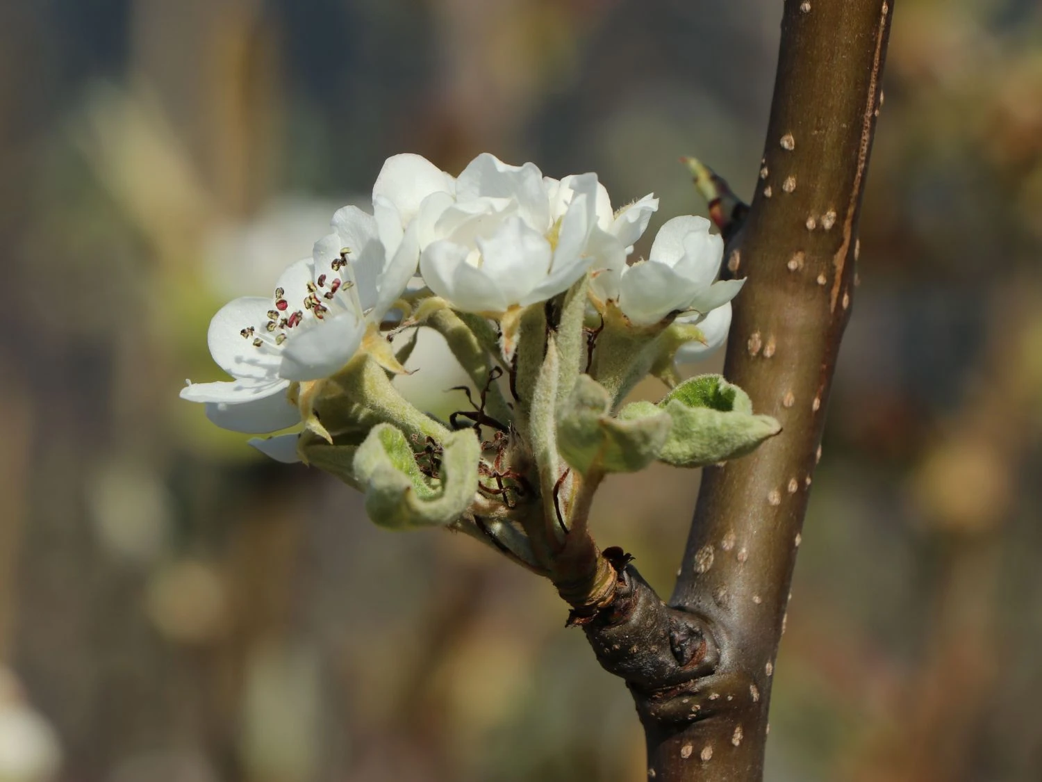 Winterbirne 'Novembra' ® / 'Nojabrskaja' 6 Winterbirne 'Novembra' ® / 'Nojabrskaja' – Bild 6