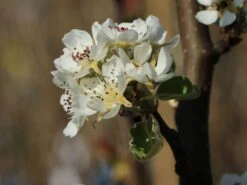 Winterbirne 'Novembra' ® / 'Nojabrskaja' 11 Winterbirne 'Novembra' ® / 'Nojabrskaja' -Angebote Wurzel Zeit Store winterbirne novembra nojabrskaja m045507 w 4