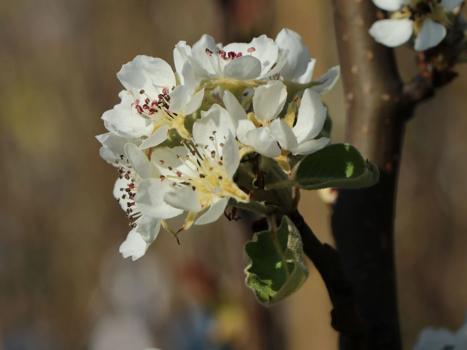 Winterbirne 'Novembra' ® / 'Nojabrskaja' 3 Winterbirne 'Novembra' ® / 'Nojabrskaja' – Bild 3